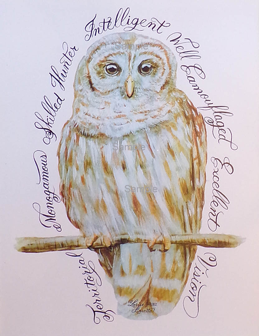 Barred Owl Calligraphy Print